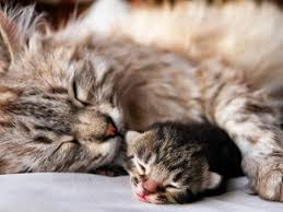 Ruyada Anne Ve Yavru Kedi Gormek Ruyandagor Com
