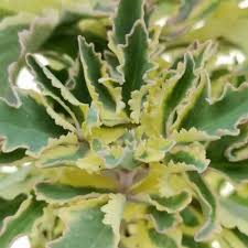 Image result for Kalanchoe laciniata
