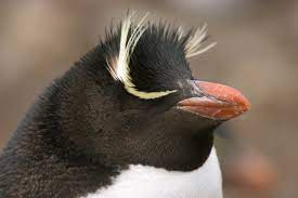 Calamine lotion and oatmeal baths were god sent! Rockhoppers Are The Smallest Example Of Crested Penguins Their Yellow Eyebrow Is Called A Supercilium Pictu Penguins Rockhopper Penguin Types Of Penguins
