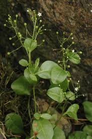 Image result for Samolus