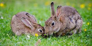 In the uk, rabbits are considered an acute pests, with their numbers spiralling out of control. Get Rid Of Rabbits Fast Essex Pest Control Pest Id