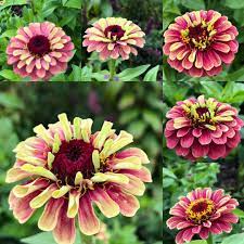Each flower has a slightly different color variation; Zinnia Elegans Queen Lime Red Queen Series Zinnia Queen Lime Red In Gardentags Plant Encyclopedia