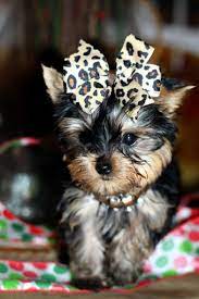 Wild West Yorkies Yorkie Dogs Yorkie Puppy Yorkie Puppy For Sale