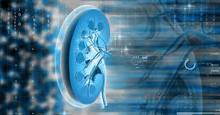 Understanding the location of the kidneys and liver in the body can help you trace the origin of pain in your body. 7 Things To Know About Kidney Function National Kidney Foundation
