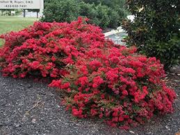 Free shipping on orders over $99 with arrive alive guarantee from the tree center. How To Properly Prune Crape Myrtle Trees Gardener S Path