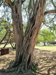 Image result for Balanites maughamii