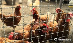 The kerala government recently declared avian influenza as state. Bird Flu In India Should You Worry Pharmeasy Blog