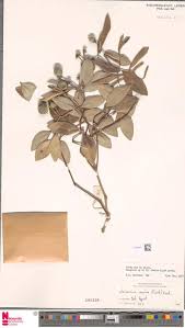 Image result for Enteropogon monostachyos