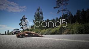 Truck Transporting Gas Passed By The Dead Animals Body Stock Footage Gas Passed Truck Transporting Gas Animals Raccoon Dog