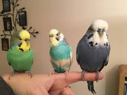 البادجي او ببغاء الدرة الاسترالية كل ماتود معرفته حول هذا الطائر طيور العرب budgies parakeet budgie parakeet