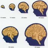 Image result