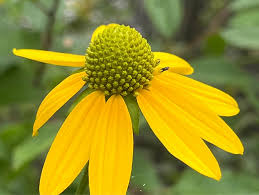 Image result for Launaea rogersii