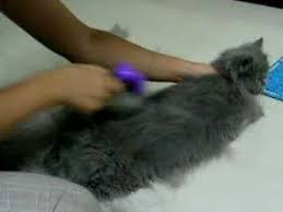 Pets will always shed, and as long as they live indoors, you, the pet parent will always need a way to reduce pet hair. Furminator Deshedding Tool Cat Q Youtube