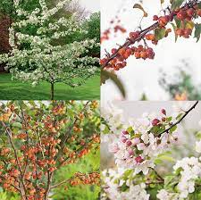 Maybe you would like to learn more about one of these? In Focus Crabapple Trees The Primrose Blog