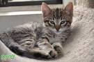 Tabby Cat Breeds, Colours & Markings | Cat-World