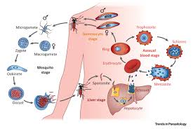 Plasmodium falciparum: Trends in Parasitology