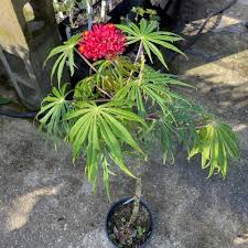 Image result for Jatropha multifida