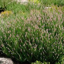 نتیجه جستجوی لغت [heather] در گوگل