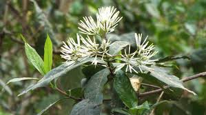 Image result for Pavetta hymenophylla