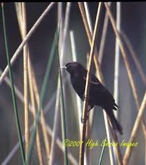 Trip to Wakohadatchee Wetlands