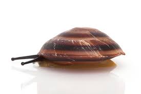 Snails Of Form Caracolus Sagemon Ssp Cuba Type 4 Striped For Sale