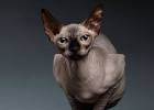Sphynx Cat Breed Information, Pictures, Characteristics ...