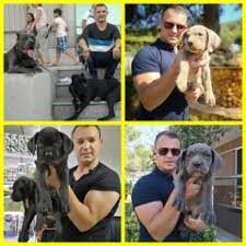 pitbull izmir ilanlari ikinci el alisveris 2 el seri ilan