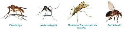 Chicos, ¿el mosquito mosquito también tiene manchas blancas?  |  Outer Space Forum - El foro de juegos más grande de Brasil
