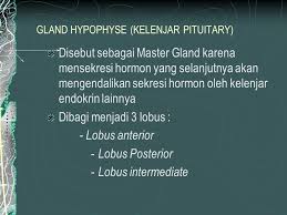 Check spelling or type a new query. Patofisiologi Sistem Endokrin Ppt Download