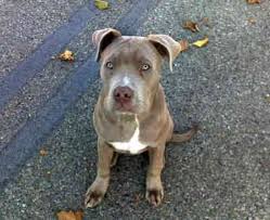 Here are some similar american bandogge mastiff puppies you might be interested in. The Pitbull Mastiff Mix A Powerful Protection Dog