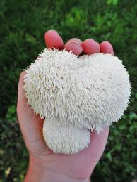 Losing Your Nerve: Making Lion's Mane Double Extract | Iowa Herbalist