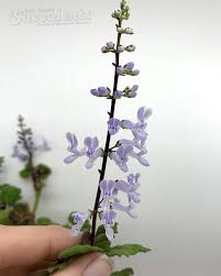 Image result for Plectranthus elegans