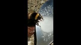 Before deciding on how to get rid of carpenter bees, please consider the environmental importance of bees. Newsflare Get Rid Of Carpenter Bees With Wd40