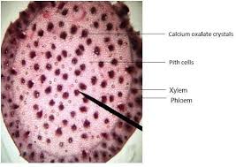 Image result for Diaphananthe bidens