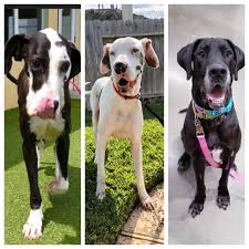 Look at pictures of great dane puppies who need a home. Great Dane Rescue Of Southeast Texas Home Facebook