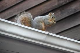 Image result for squirrel poop