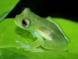 Image result for glass frog