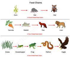 A thrush, which is a type of bird, like to eat both worms and snails. 22 Science Food Chains Ideas Science Food Chains Food Web Food Chain
