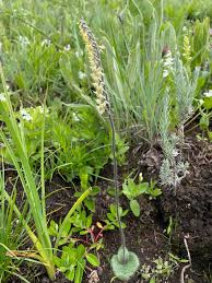 Image result for Holothrix nyasae