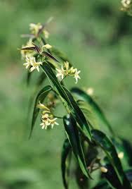 Image result for Vincetoxicum