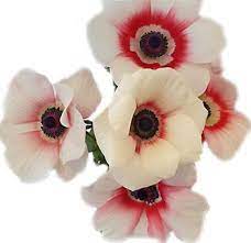Bicolor Anemone Flower Red Anemone White Anemone Types Of Flowers In 2020 Anemone Flower Red Anemone Anemone Wedding