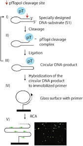 It's a disease that is triggered by a parasite. Detection Of The Malaria Causing Plasmodium Parasite In Saliva From Infected Patients Using Topoisomerase I Activity As A Biomarker Scientific Reports