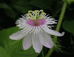 Image result for Passiflora foetida