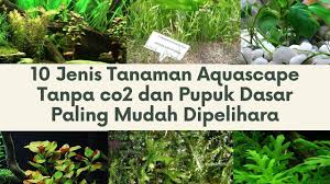 Namun ternyata ada juga tanaman aquascape tanpa co2 yang tetap bisa hidup. 10 Jenis Tanaman Aquascape Tanpa Co2 Dan Pupuk Dasar Paling Mudah Dipelihara Youtube