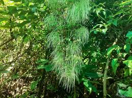 Image result for Pleopeltis macrocarpa