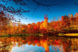 Why Do Leaves Change Color in the Fall? Fun Facts for Kids