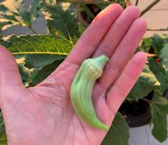 Why are my zucchini leaves curling up. What Causes Okra Pods To Curl Okra In My Garden