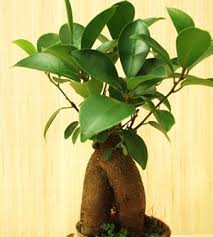 Ficus Ginseng Pflege Giessen Und Schneiden Gartendialog De Ficus Bonsai Pflege Pflanzen