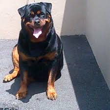 Are there yorkshire terrier puppies for sale in durban? Puppies For Adoption Durban The Y Guide