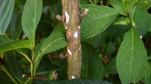 Image result for puklice švestková obrázek